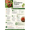 Strawberry Seeds By Tropica Fraise des Bois 'Regina'