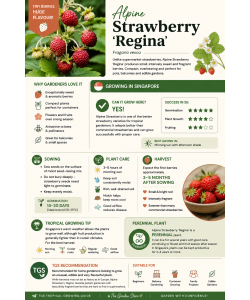 Strawberry Seeds By Tropica Fraise des Bois 'Regina'