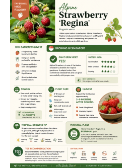 Strawberry Seeds By Tropica Fraise des Bois 'Regina'