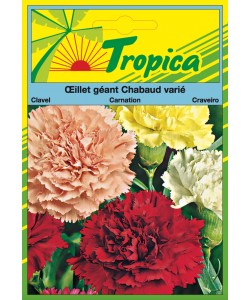 Carnation Seeds By Tropica