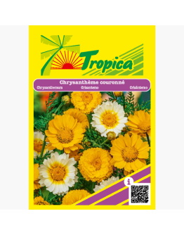 Chrysanthemum Flowering Seeds By Tropica