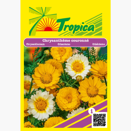 Chrysanthemum Flowering Seeds By Tropica