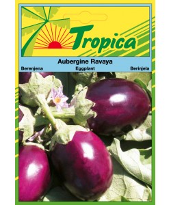 Eggplant (Long) Seeds By Tropica