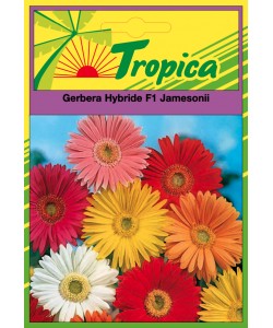 Gerbera Seeds By Tropica