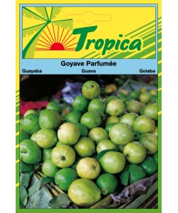 Guava Seeds By Tropica