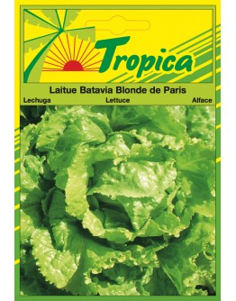 Lettuce (Blonde de Paris) By Tropica
