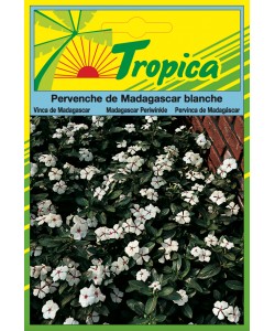Periwinkle (Blanche) Seeds By Tropica