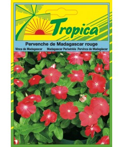 Periwinkle (Rouge) Seeds By Tropica