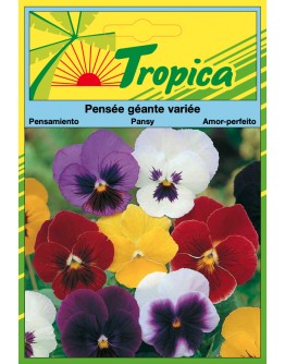 Pansy Seeds By Tropica