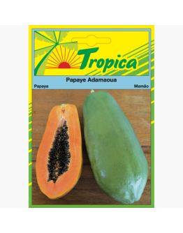 Papaya ADAMAOUA Seeds By Tropica