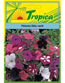 Petunia Seeds By Tropica