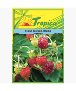 Strawberry Seeds By Tropica Fraise des Bois 'Regina'