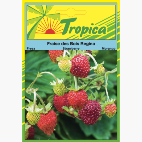 Strawberry Seeds By Tropica Fraise des Bois 'Regina'