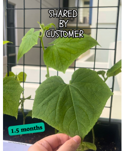 Cucumber Seeds (Marketer) By Tropica