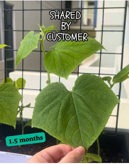 Cucumber Seeds (Marketer) By Tropica