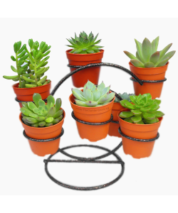 Cactus Display Stand for 7 pots