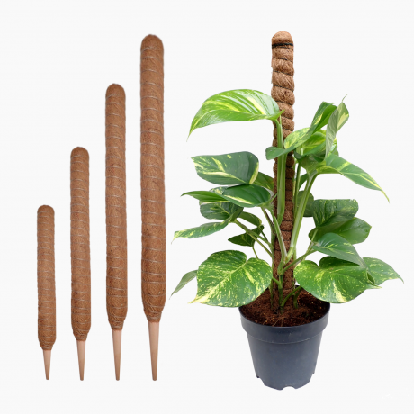 Coco Stick - Coir Moss Plant Support Pole