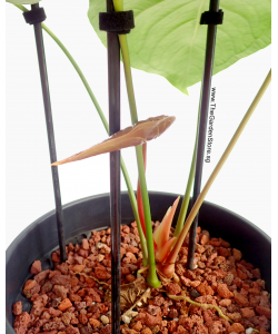 Fibreglass Solid Plant Support Stick (Black)