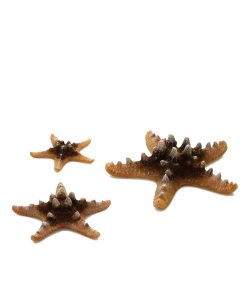 Starfish Set 3 Yellow by biOrb