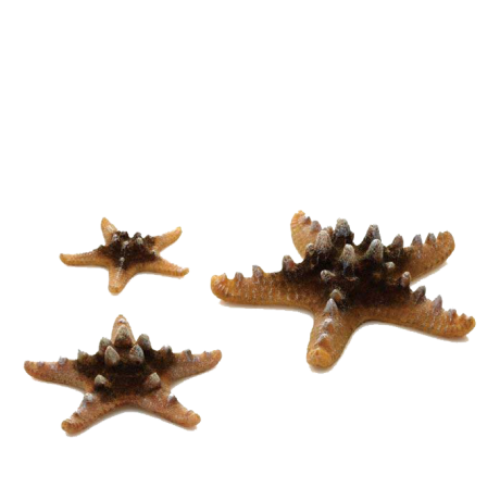 Starfish Set 3 Yellow by biOrb