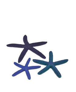 Starfish Set Blue by biOrb