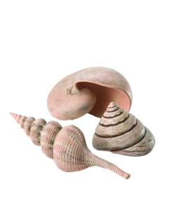 Sea Shells Set 3 Natural by biOrb