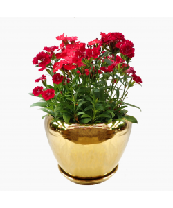 Orchidea Gold Bowl Ceramic Pot includes free matching saucer