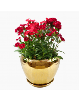 Orchidea Gold Bowl Ceramic Pot includes free matching saucer
