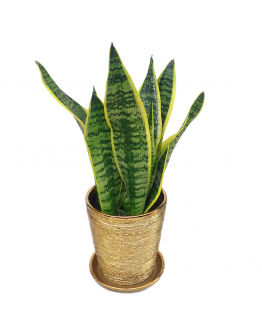 Iseo Gold Galvanized Brushes Ceramic Pot includes free saucer