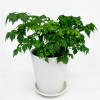 Iseo Minimalist White Ceramic Pot Glossy Finish includes free saucer