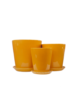 Iseo Yellow Cup Ceramic Pot Free Saucer