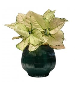 Lisse Ceramic Pot