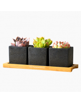 Matera Trio Set (3 in 1) for Succulents and Cacti