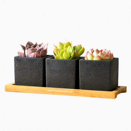 Matera Trio Set (3 in 1) for Succulents and Cacti