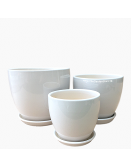 Siena White Cup Ceramic Pot includes free matching saucer