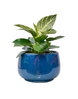 Soupe Ceramic Gardening Pot