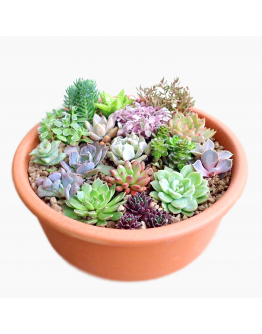 Shallow Terracotta Planter for Succulent and Miniature Plants Beverino 23 Deroma (No Hole)