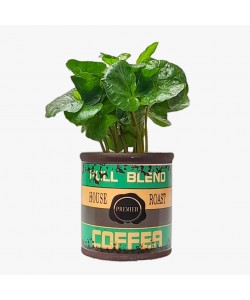 Coffea arabica Coffea Plant (Holland)