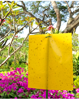 Double-sided Yellow Sticky Insect Trap 
