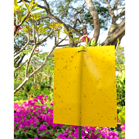 Double-sided Yellow Sticky Insect Trap
