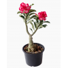 Adenium Desert Rose