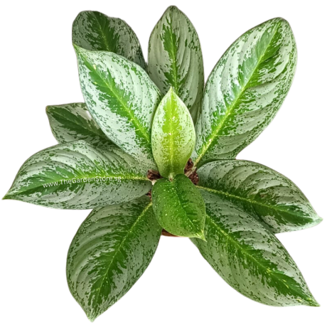 Aglaonema Brilliant 'White Stem'