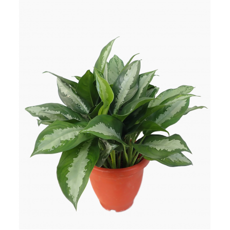 Aglaonema Pattaya Beauty