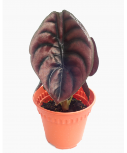 Alocasia Cuprea Red Secret 