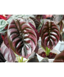 Alocasia Cuprea Red Secret 