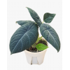 Alocasia Dragon Moon P150