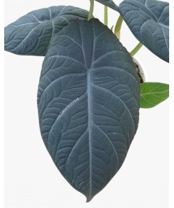 Alocasia Dragon Moon P150