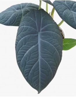 Alocasia Dragon Moon P150