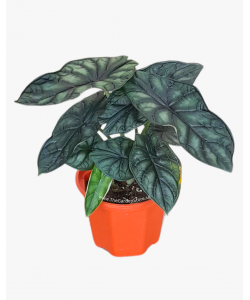 Alocasia Dragon Scale P150