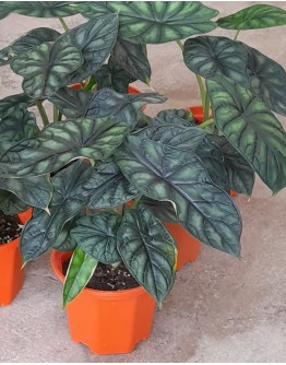 Alocasia Dragon Scale P150